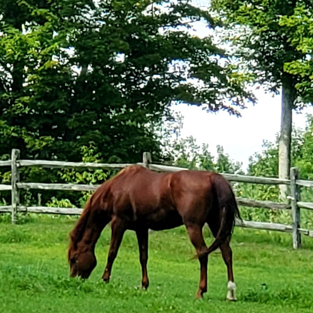 Meet your Posher, Posh